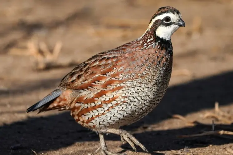 BurksQuailRun.com - Northern Bobwhite Quail for Sale