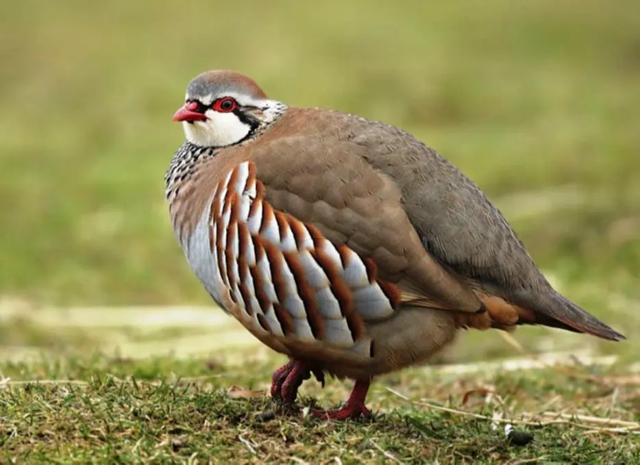BurksQuailRun.com - Chukar Partridge for Sale