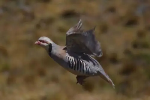 BurksQuailRun.com - Chukar