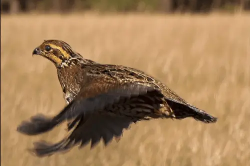 BurksQuailRun.com - Quail