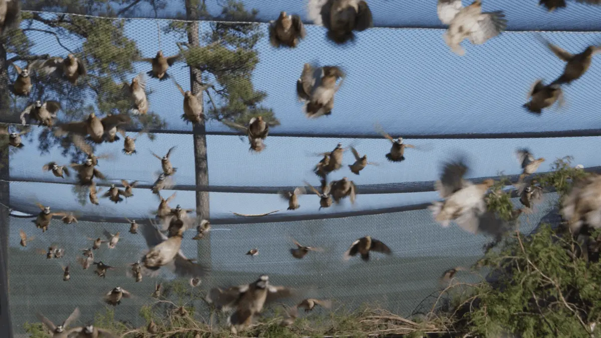 BurksQuailRun.com - Awesome Hunt!