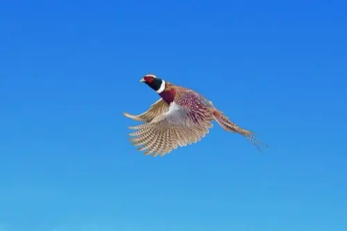 BurksQuailRun.com - Pheasant